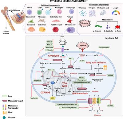 Shutting off the fuel supply to target metabolic vulnerabilities in multiple myeloma